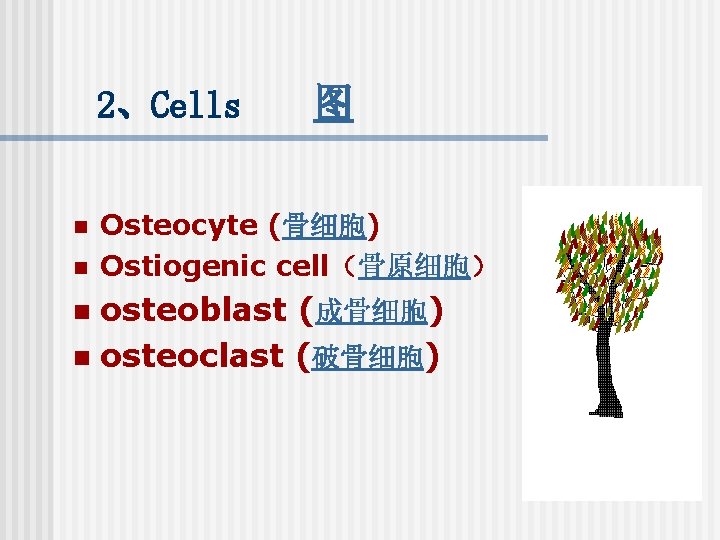 2、Cells n n 图 Osteocyte (骨细胞) Ostiogenic cell（骨原细胞） osteoblast (成骨细胞) n osteoclast (破骨细胞) n