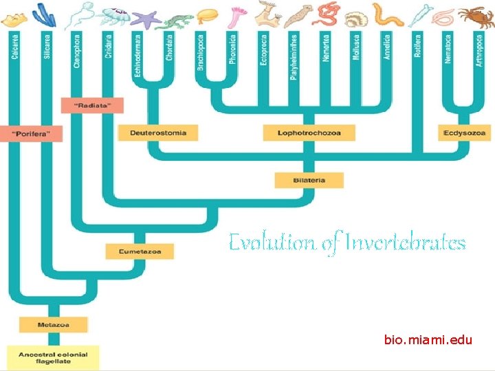 Evolution of Invertebrates bio. miami. edu 