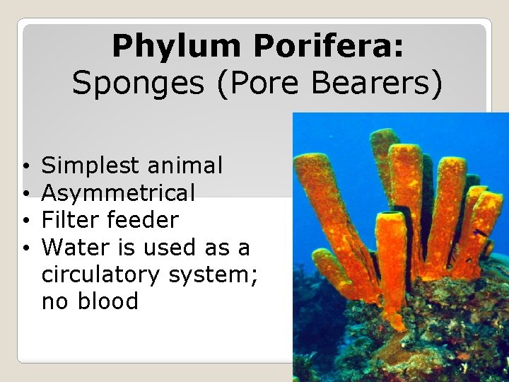 Phylum Porifera: Sponges (Pore Bearers) • • Simplest animal Asymmetrical Filter feeder Water is