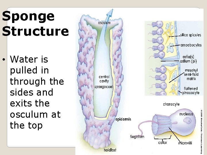 Sponge Structure • Water is pulled in through the sides and exits the osculum