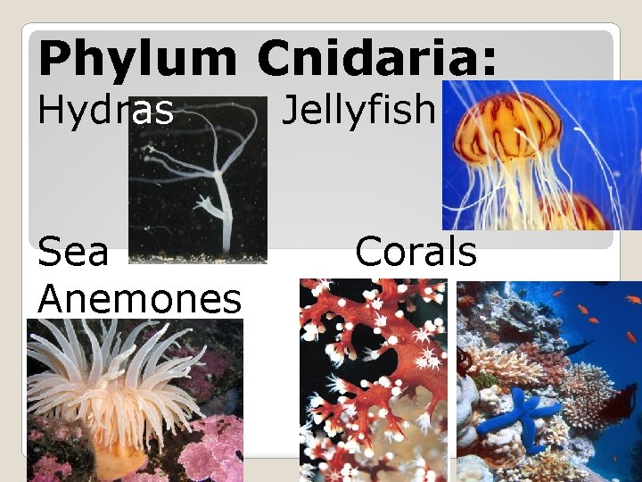 Phylum Cnidaria: Hydras Sea Anemones Jellyfish Corals 