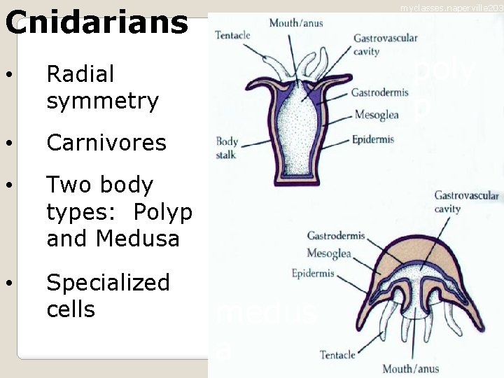 Cnidarians • Radial symmetry • Carnivores • Two body types: Polyp and Medusa •