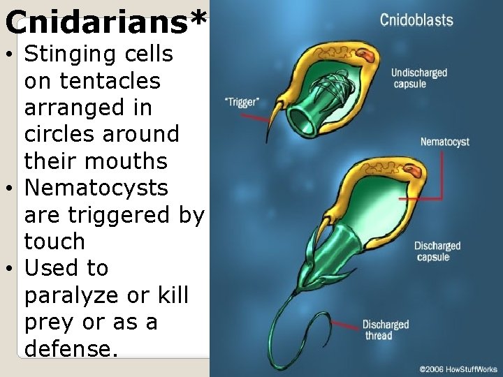 Cnidarians* • Stinging cells on tentacles arranged in circles around their mouths • Nematocysts