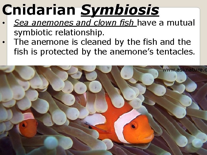 Cnidarian Symbiosis • • Sea anemones and clown fish have a mutual symbiotic relationship.