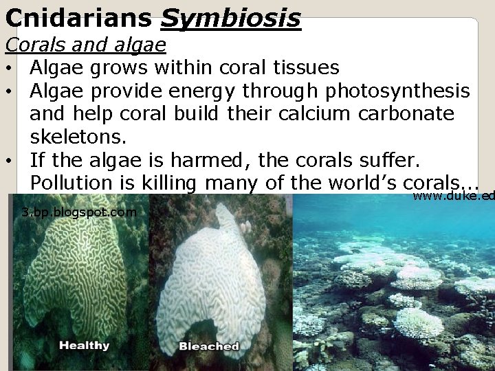 Cnidarians Symbiosis Corals and algae • Algae grows within coral tissues • Algae provide