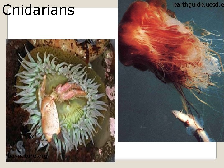 Cnidarians baynature. org earthguide. ucsd. e 