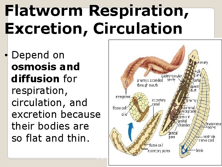 Flatworm Respiration, Excretion, Circulation • Depend on osmosis and diffusion for respiration, circulation, and