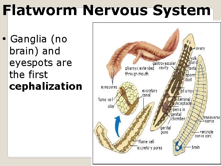 Flatworm Nervous System • Ganglia (no brain) and eyespots are the first cephalization monsterfishkeepers.