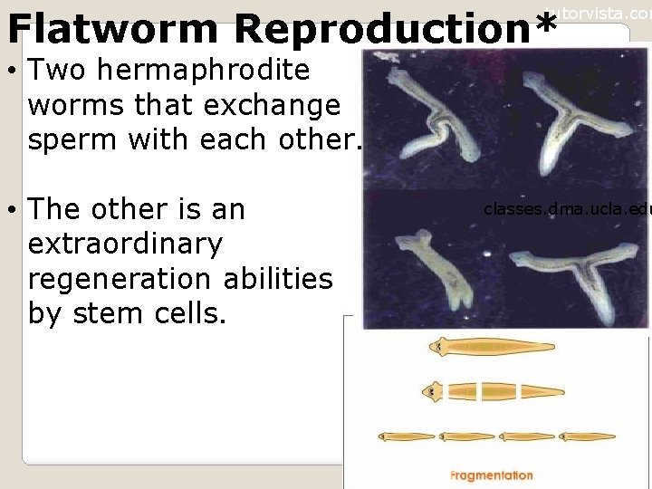 Flatworm Reproduction* tutorvista. com • Two hermaphrodite worms that exchange sperm with each other.