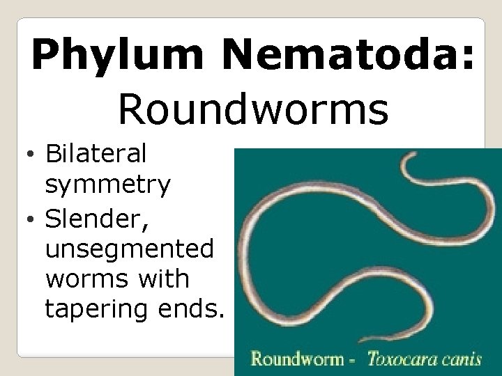 Phylum Nematoda: Roundworms • Bilateral symmetry • Slender, unsegmented worms with tapering ends. 