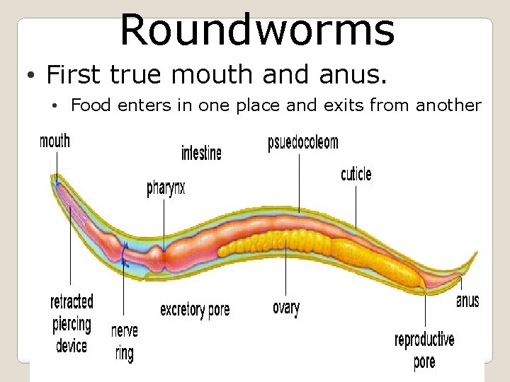 Roundworms • First true mouth and anus. • Food enters in one place and