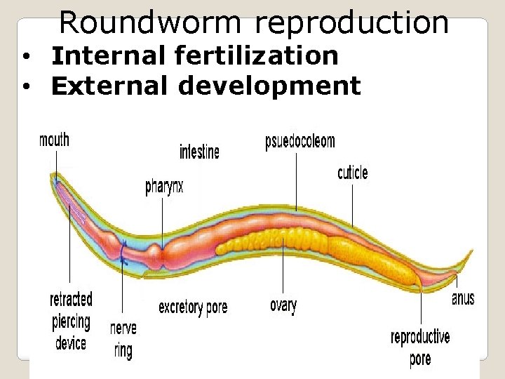 Roundworm reproduction • Internal fertilization • External development 