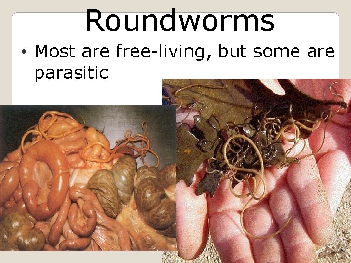 Roundworms • Most are free-living, but some are parasitic 