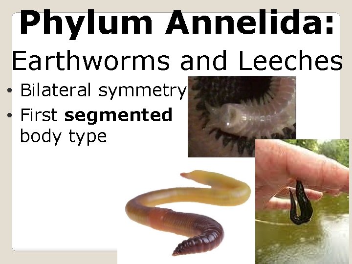 Phylum Annelida: Earthworms and Leeches • Bilateral symmetry • First segmented body type 