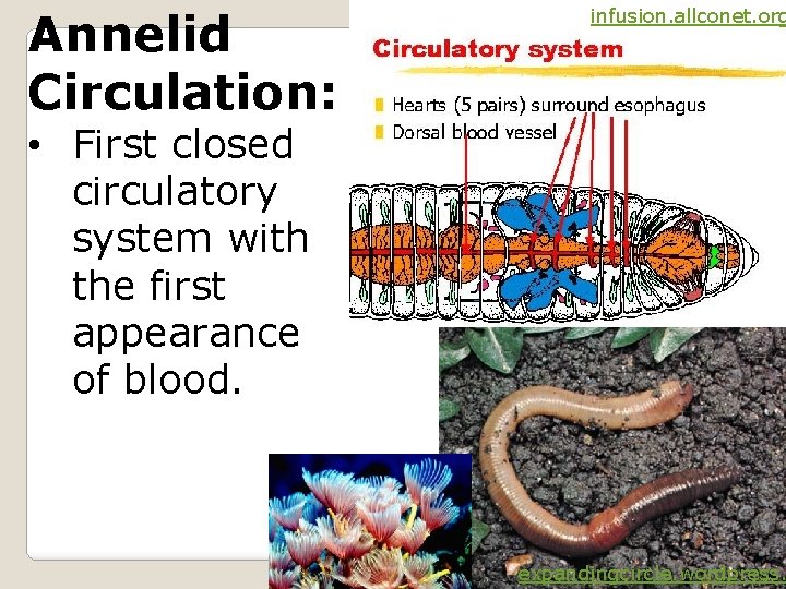 Annelid Circulation: infusion. allconet. org • First closed circulatory system with the first appearance