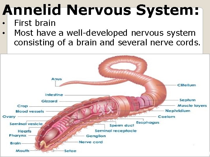 Annelid Nervous System: • • First brain Most have a well-developed nervous system consisting