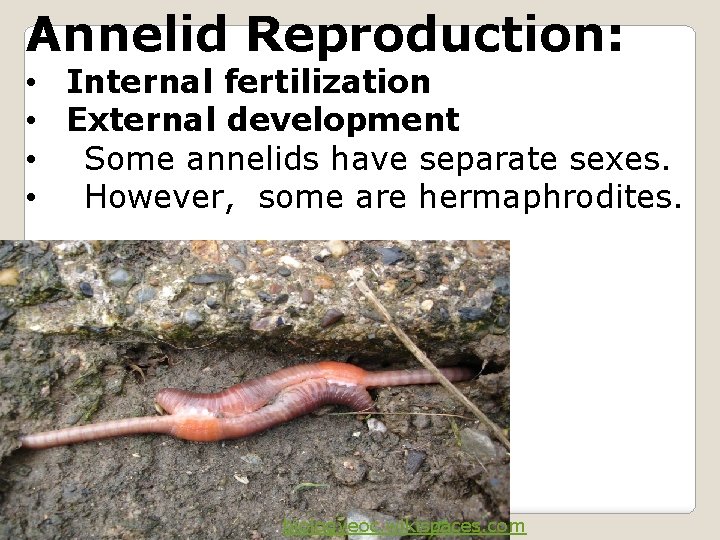 Annelid Reproduction: • Internal fertilization • External development • Some annelids have separate sexes.