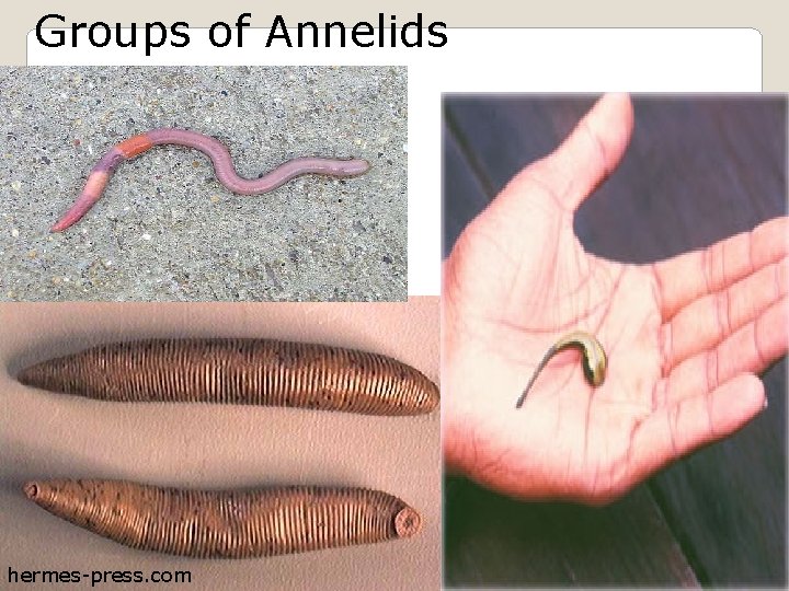 Groups of Annelids hermes-press. com 