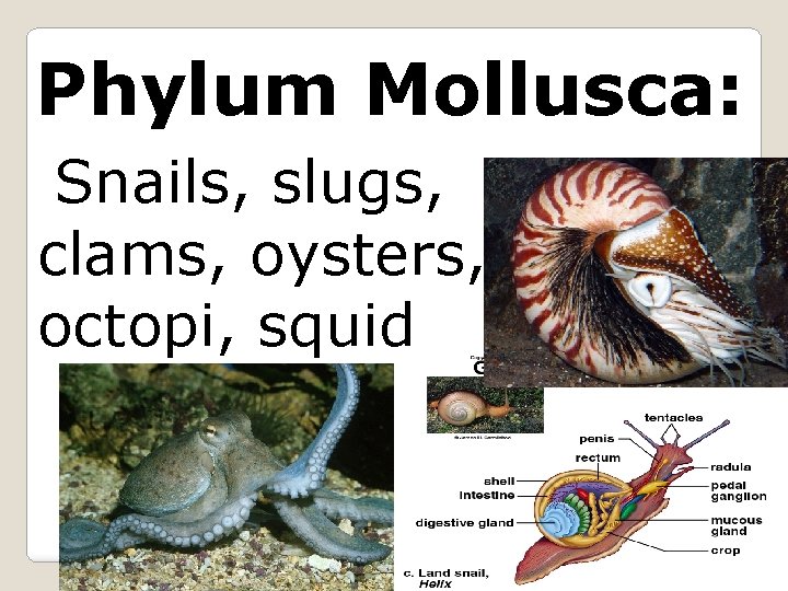 Phylum Mollusca: Snails, slugs, clams, oysters, octopi, squid 