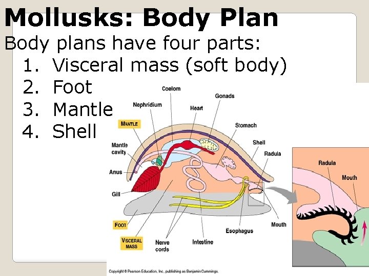 Mollusks: Body Plan Body plans have four parts: 1. Visceral mass (soft body) 2.
