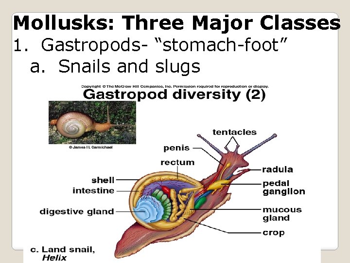 Mollusks: Three Major Classes 1. Gastropods- “stomach-foot” a. Snails and slugs 