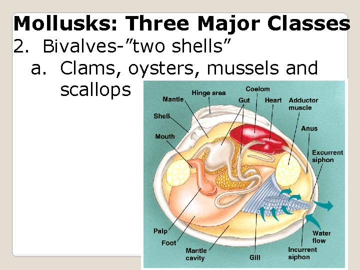 Mollusks: Three Major Classes 2. Bivalves-”two shells” a. Clams, oysters, mussels and scallops 