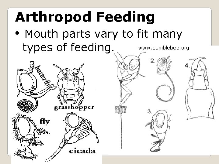 Arthropod Feeding • Mouth parts vary to fit many types of feeding. localnature. com