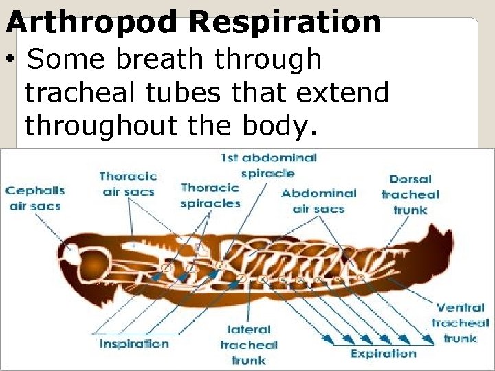 Arthropod Respiration • Some breath through tracheal tubes that extend throughout the body. myclasses.