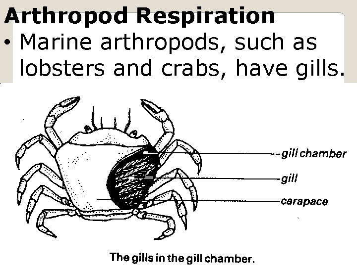Arthropod Respiration • Marine arthropods, such as lobsters and crabs, have gills. stirwordfest. wordpress.