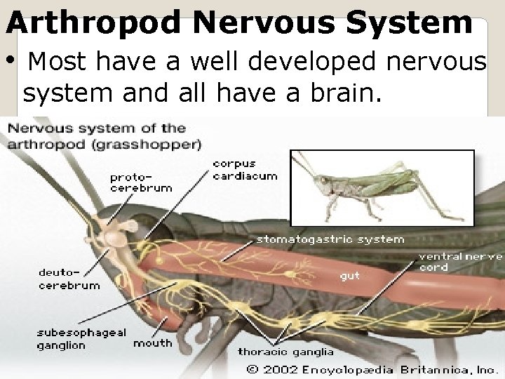 Arthropod Nervous System • Most have a well developed nervous system and all have