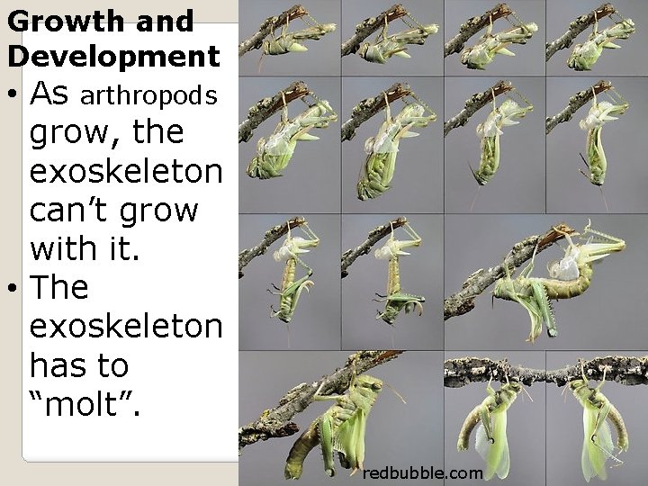 Growth and Development • As arthropods grow, the exoskeleton can’t grow with it. •