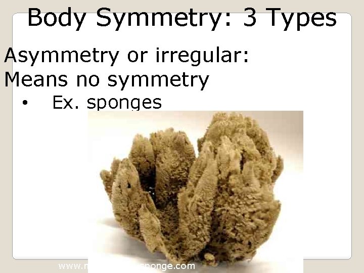 Body Symmetry: 3 Types Asymmetry or irregular: Means no symmetry • Ex. sponges www.