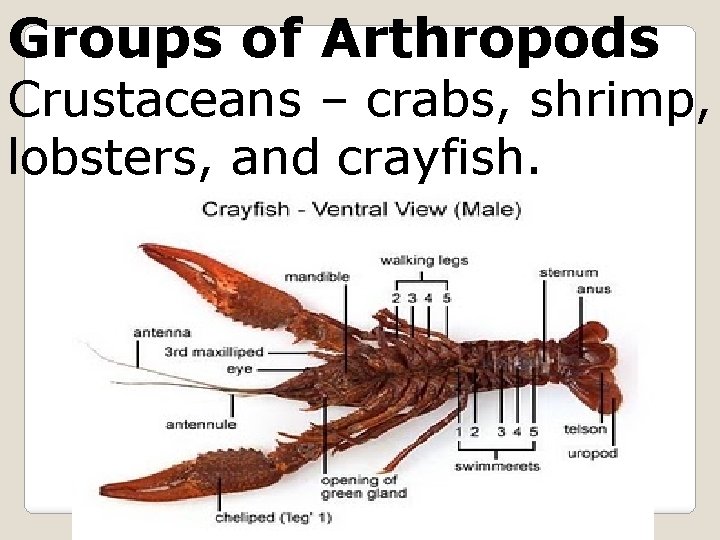 Groups of Arthropods Crustaceans – crabs, shrimp, lobsters, and crayfish. specialist 16. blogspot. com