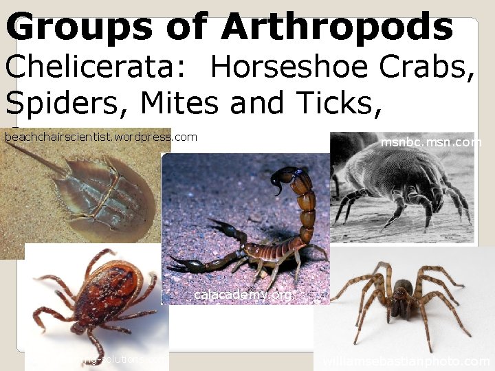 Groups of Arthropods Chelicerata: Horseshoe Crabs, Spiders, Mites and Ticks, msnbc. msn. com Scorpions.