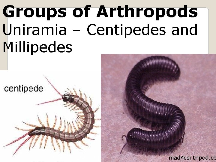 Groups of Arthropods Uniramia – Centipedes and Millipedes kaweahoaks. com mad 4 csi. tripod.