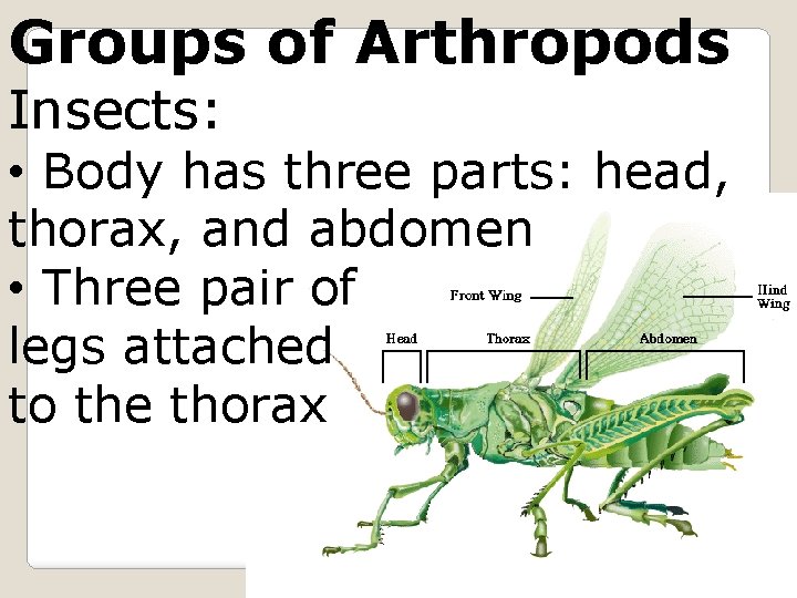 Groups of Arthropods Insects: • Body has three parts: head, thorax, and abdomen •