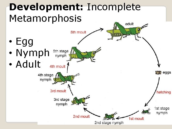 Development: Incomplete Metamorphosis • Egg • Nymph • Adult 