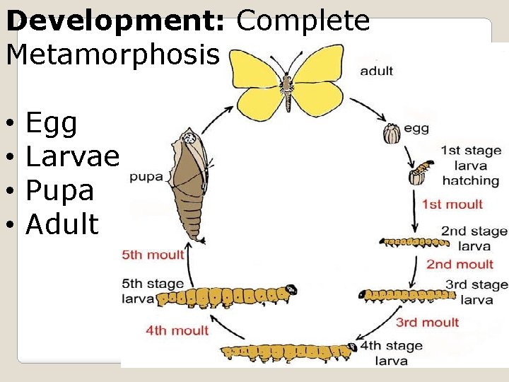 Development: Complete Metamorphosis • • Egg Larvae Pupa Adult 