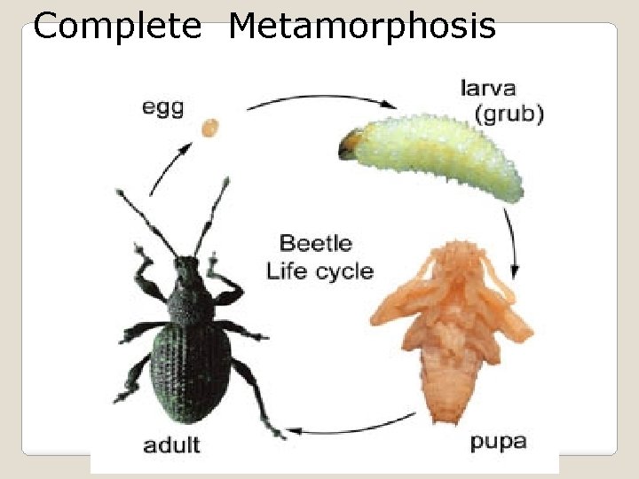 Complete Metamorphosis bccranberrygrowers. com 