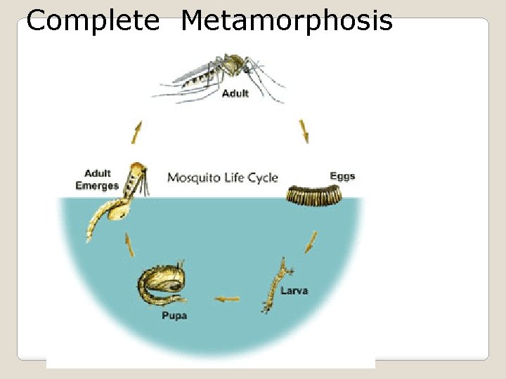 Complete Metamorphosis hudsonregional. org 