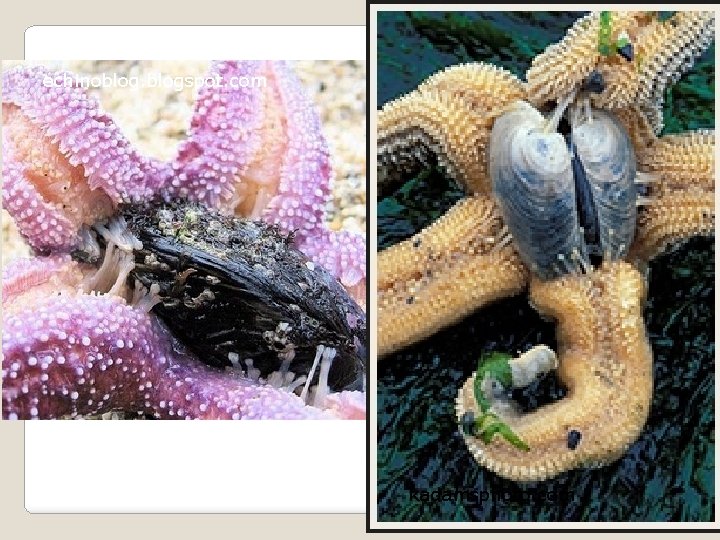 echinoblogspot. com kadamsphoto. com 