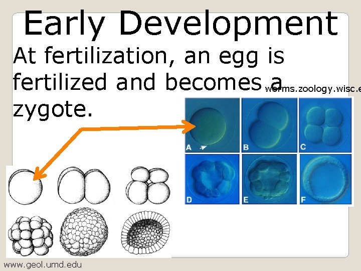 Early Development At fertilization, an egg is fertilized and becomes worms. zoology. wisc. e