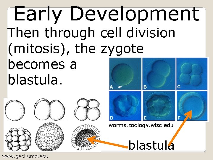 Early Development Then through cell division (mitosis), the zygote becomes a blastula. worms. zoology.