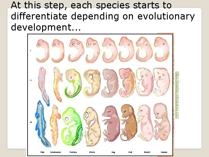 At this step, each species starts to differentiate depending on evolutionary development. . .