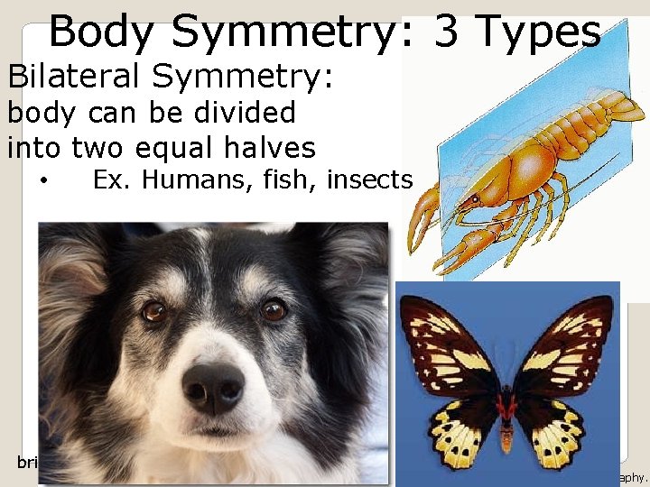 Body Symmetry: 3 Types Bilateral Symmetry: body can be divided into two equal halves