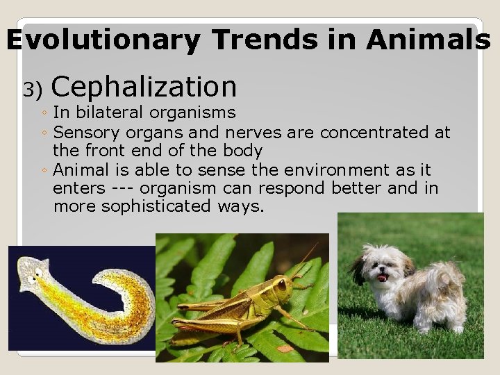 Evolutionary Trends in Animals 3) Cephalization ◦ In bilateral organisms ◦ Sensory organs and