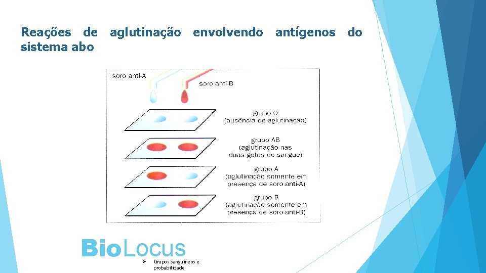 Reações de aglutinação envolvendo antígenos do sistema abo Bio. Locus Ø Grupos sanguíneos e