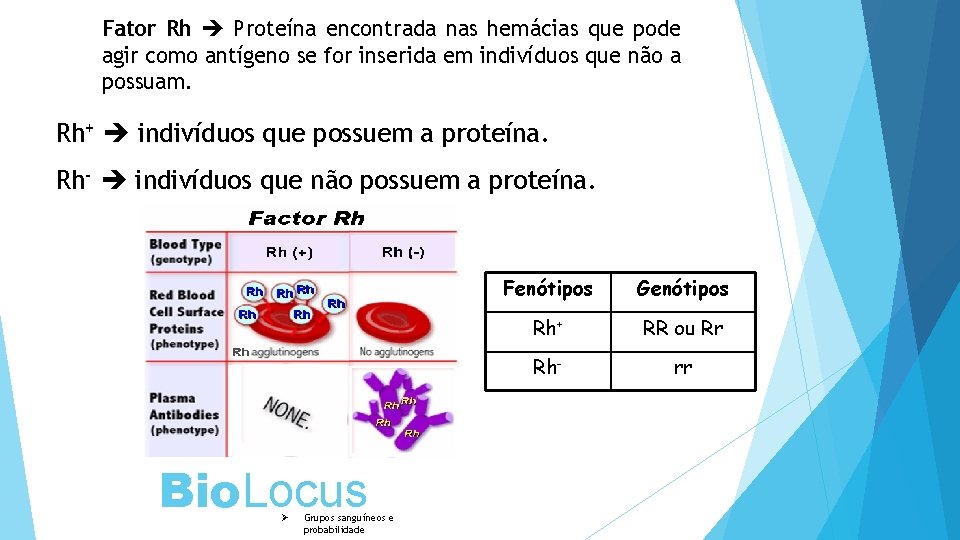 Fator Rh Proteína encontrada nas hemácias que pode agir como antígeno se for inserida