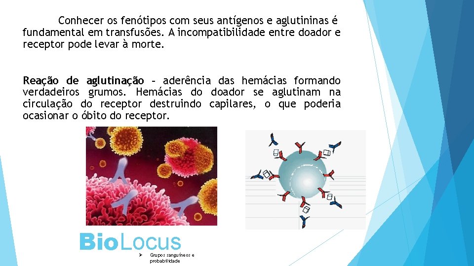 Conhecer os fenótipos com seus antígenos e aglutininas é fundamental em transfusões. A incompatibilidade