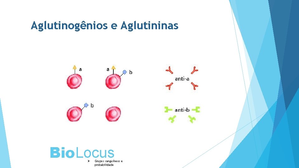 Aglutinogênios e Aglutininas Bio. Locus Ø Grupos sanguíneos e probabilidade 